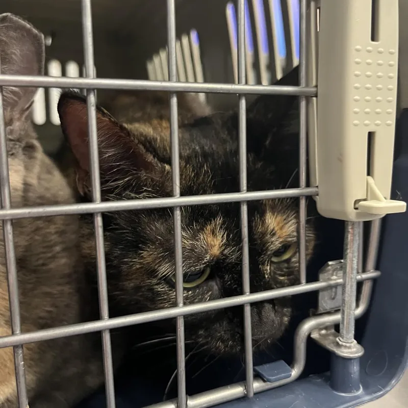 A senior medium-sized female Tortoiseshell Domestic Short Hair cat named Nicy for adoption in Greensboro, NC