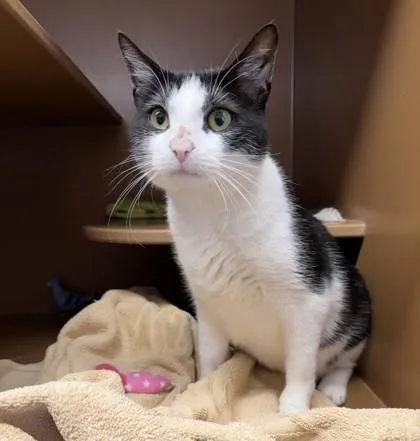An adult medium-sized male Domestic Short Hair cat named Gumbo for adoption in Hamilton, NJ