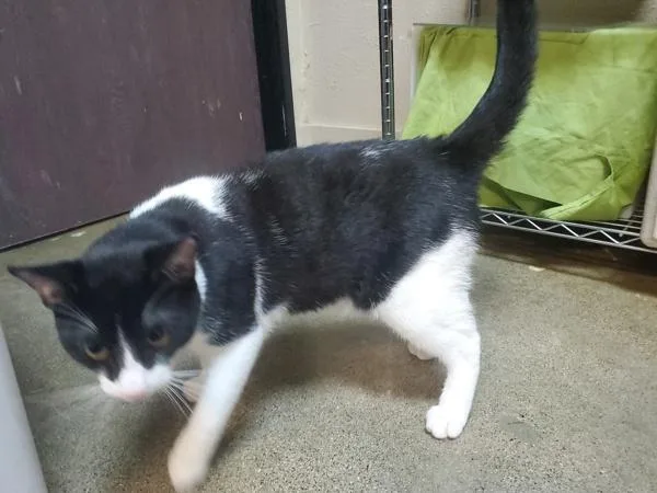 A young small-sized male Domestic Short Hair cat named Penguin for adoption in Oceanside, CA