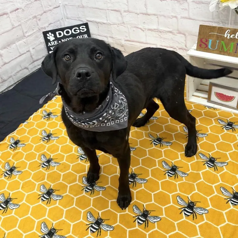 An adult large-sized male Black Labrador Retriever dog named Subaruu for adoption in Northville, MI
