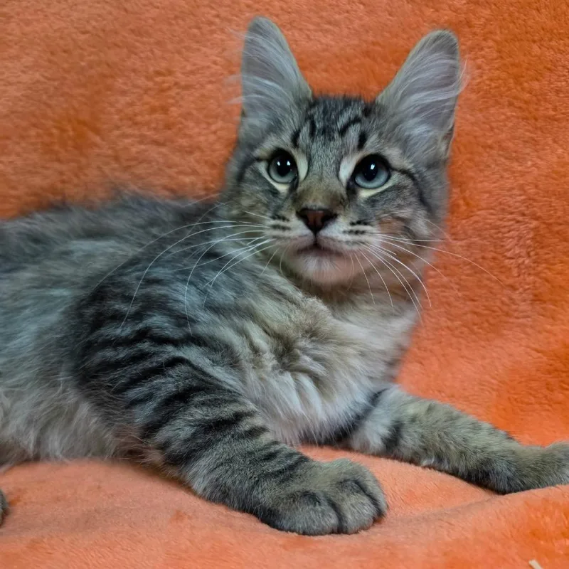 A baby medium-sized male Domestic Medium Hair cat named Slater for adoption in Graham, WA