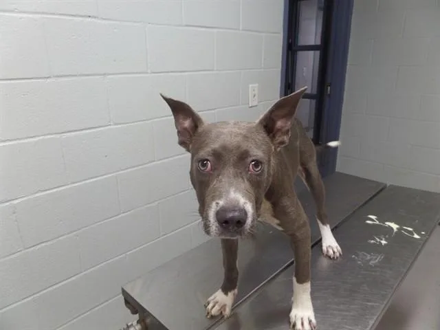 A young small-sized female Pit Bull Terrier dog named Virginia Woof for adoption in Augusta, GA