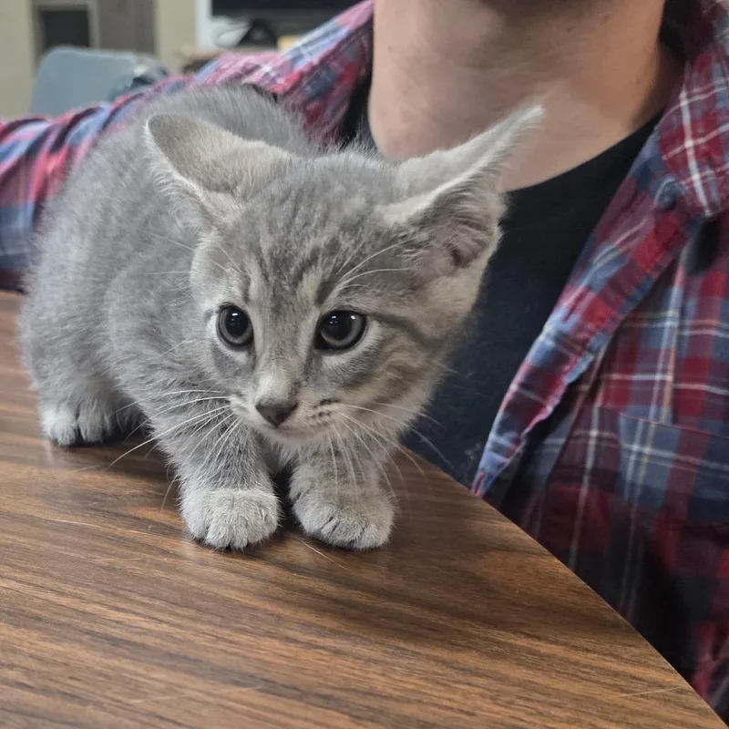 A baby small-sized female Gray / Blue / Silver Domestic Short Hair cat named Cherry for adoption in Clanton, AL