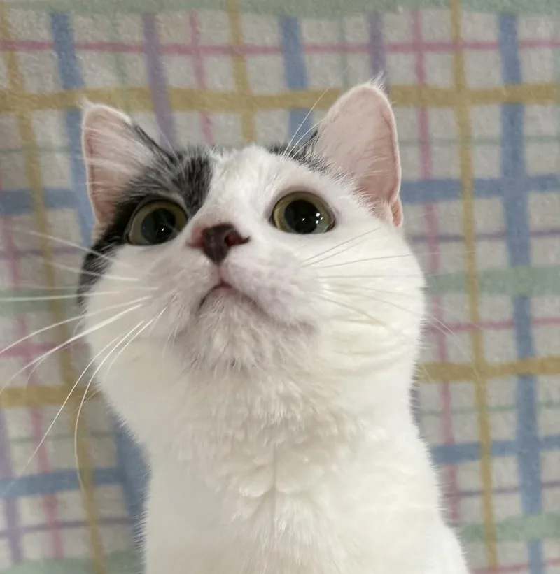 Meowdeline thumbnail 2