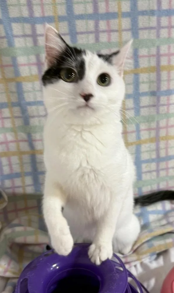 Meowdeline thumbnail 3