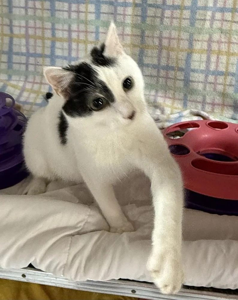 Meowdeline thumbnail 4