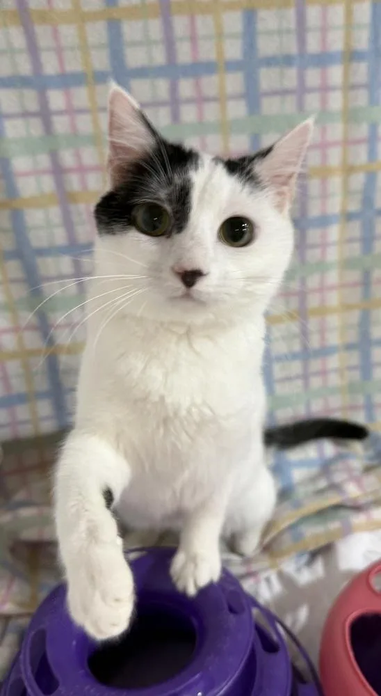 Meowdeline thumbnail 5