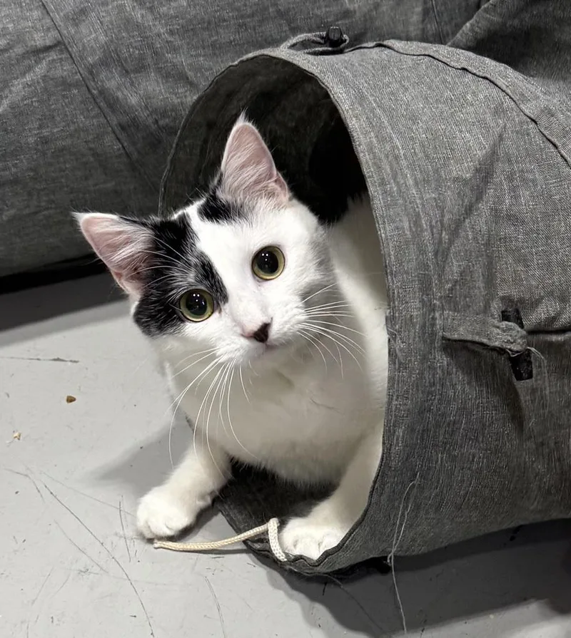 Meowdeline thumbnail 6