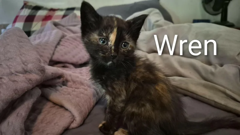 A baby medium-sized female Tortoiseshell cat named Wren FFC for adoption in Omaha, NE