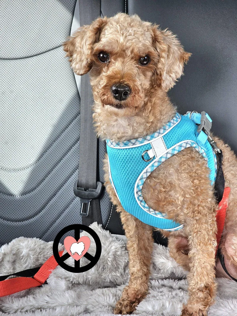 An adult small-sized male Poodle dog named Chance for adoption in Lebanon, PA