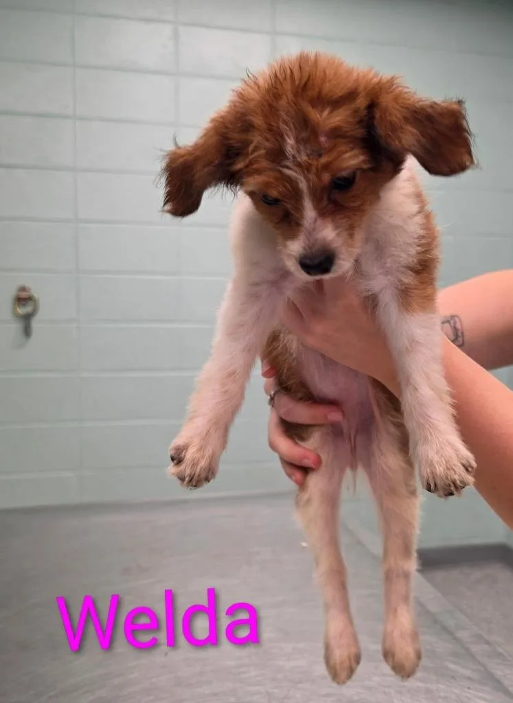 A baby small-sized female Terrier dog named Tumbles for adoption in Athens, TN