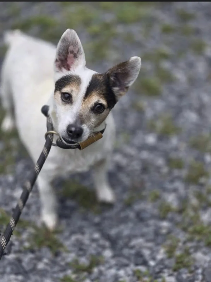 An adult small-sized female Mixed Breed dog named Disco for adoption in Chatsworth, GA