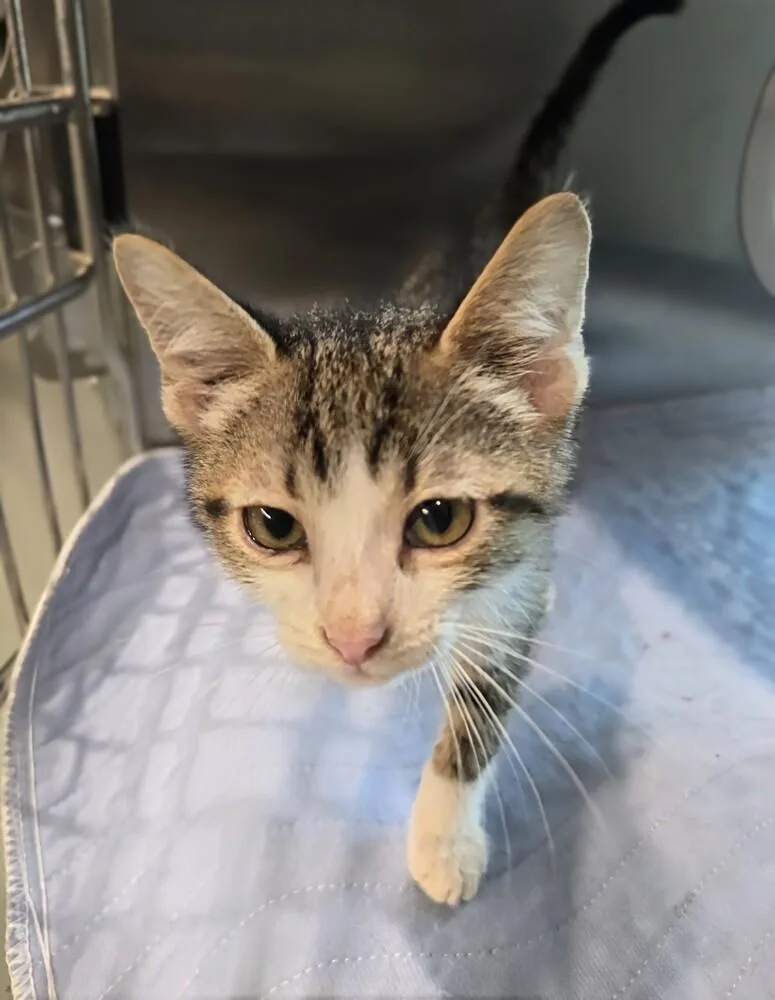A baby small-sized male Domestic Short Hair cat named Burrito Bowl for adoption in Wellington, KS