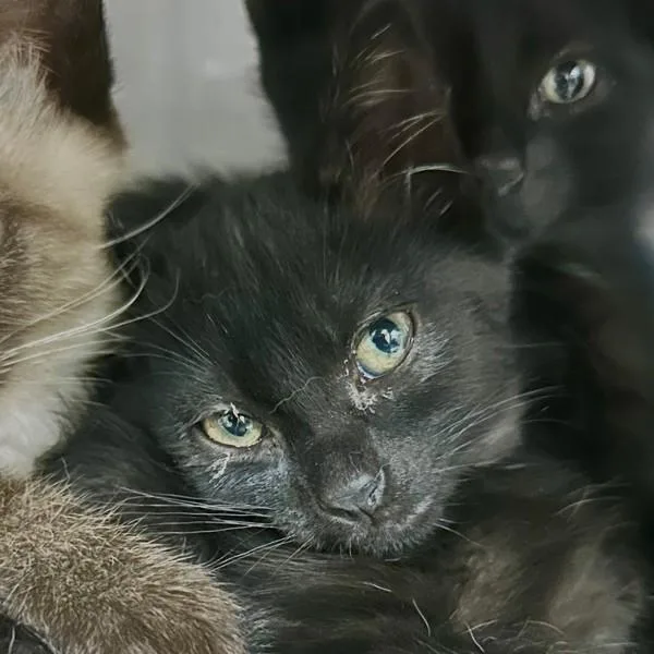 A baby small-sized female Domestic Short Hair cat named Dime for adoption in Walnut Creek, CA