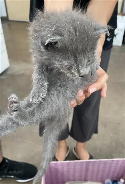 A baby medium-sized female Domestic Short Hair cat named Arizona for adoption in Dallas, TX