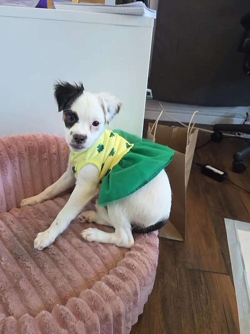 A baby small-sized female White / Cream Chihuahua dog named Sage for adoption in West Hollywood, CA
