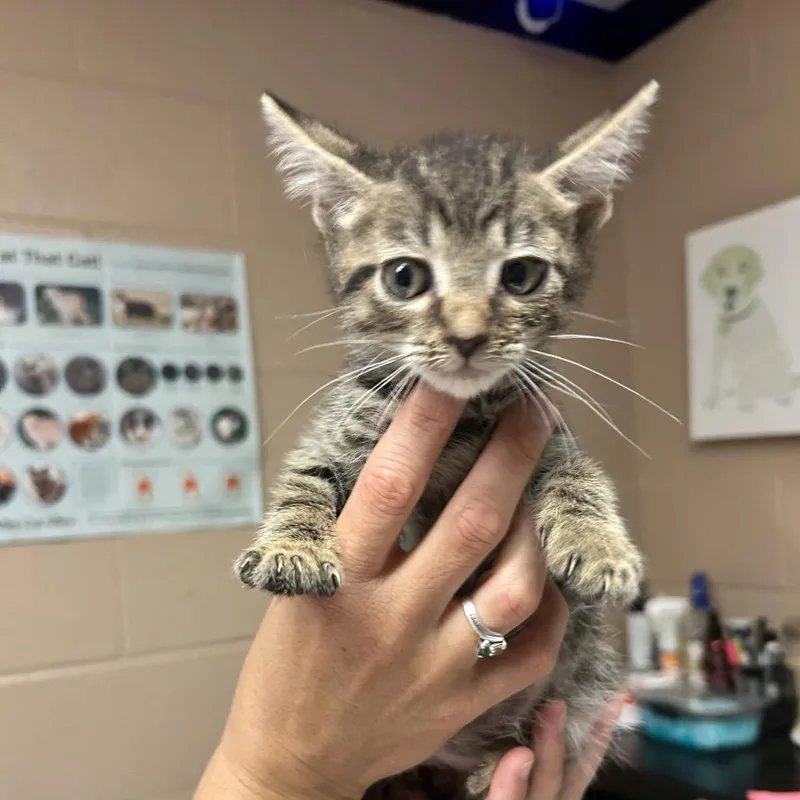 A baby small-sized male Brown / Chocolate Domestic Short Hair cat named Huey for adoption in Newport, NC