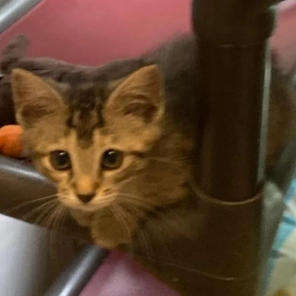 A baby medium-sized male Domestic Short Hair cat named Benjamin for adoption in Saint Marys, WV