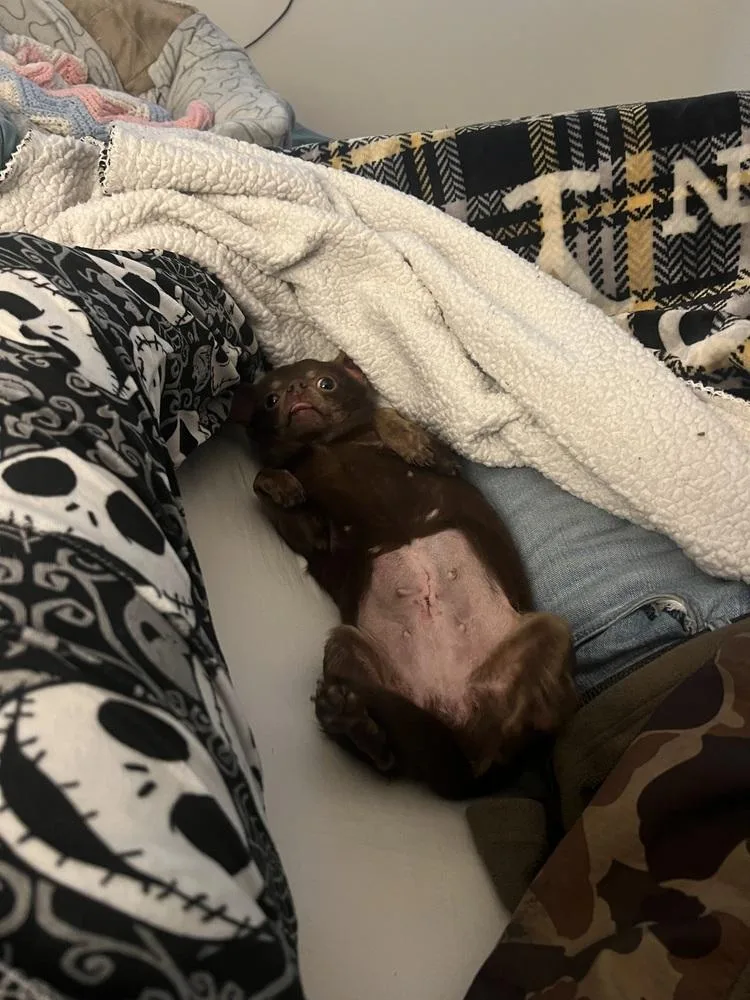 An adult small-sized female Brown / Chocolate Chihuahua dog named Penny Aka Beans for adoption in Troy, AL