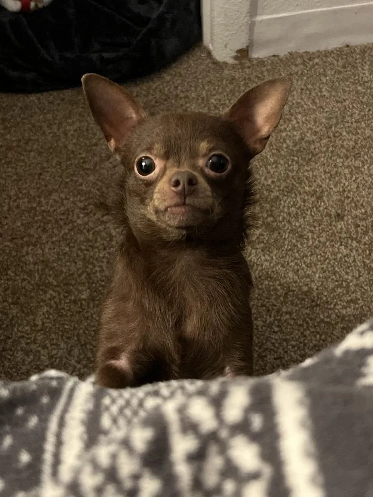 Penny Aka Beans thumbnail 3