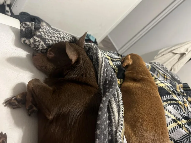 Penny Aka Beans thumbnail 4