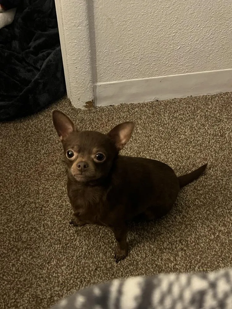 Penny Aka Beans thumbnail 5