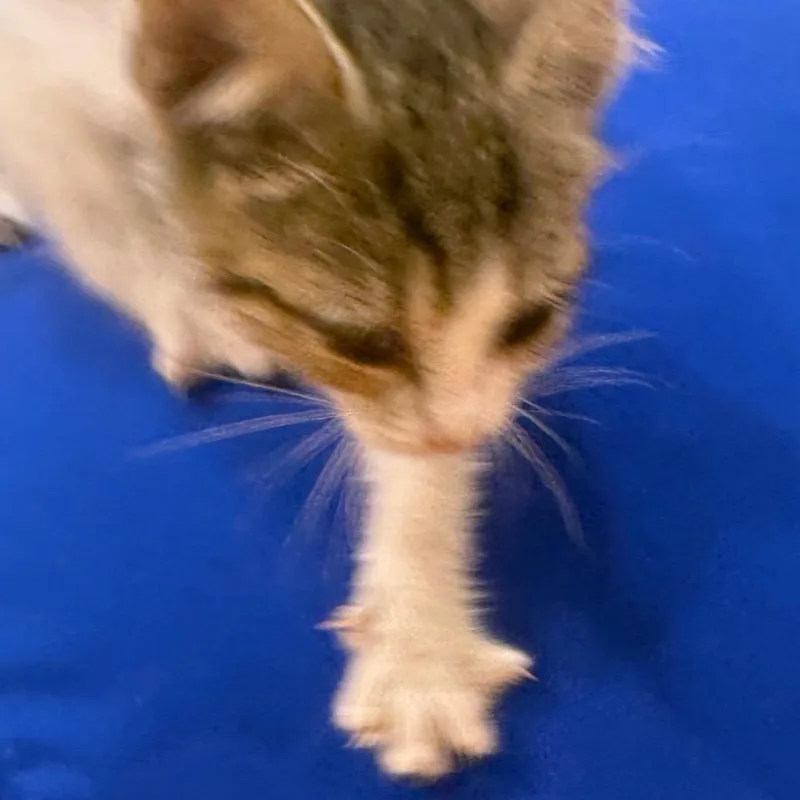 A baby small-sized female Buff / Tan / Fawn Domestic Short Hair cat named Ketchup for adoption in Winston-Salem, NC