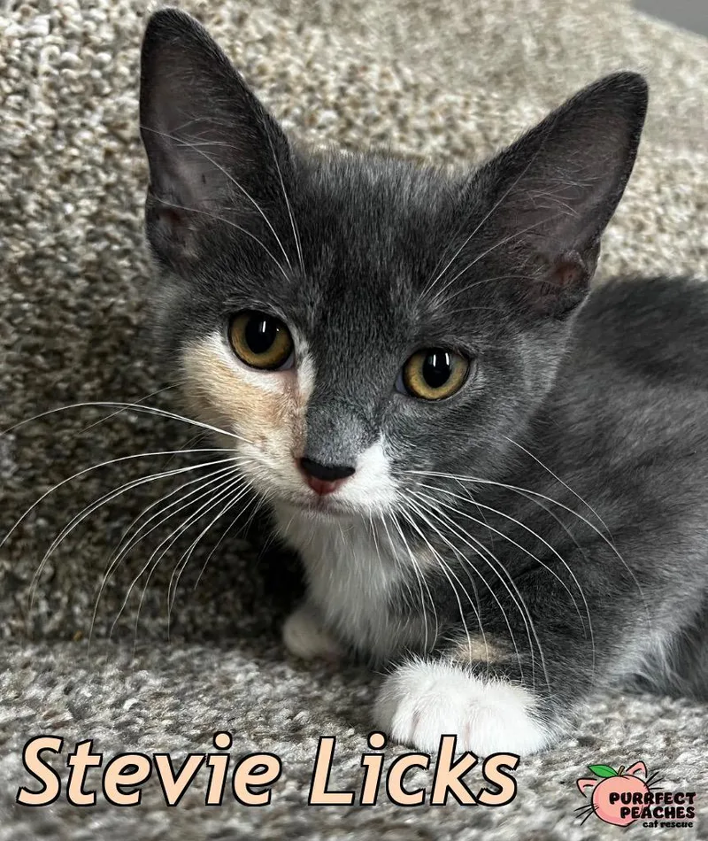 Stevie Licks thumbnail 2