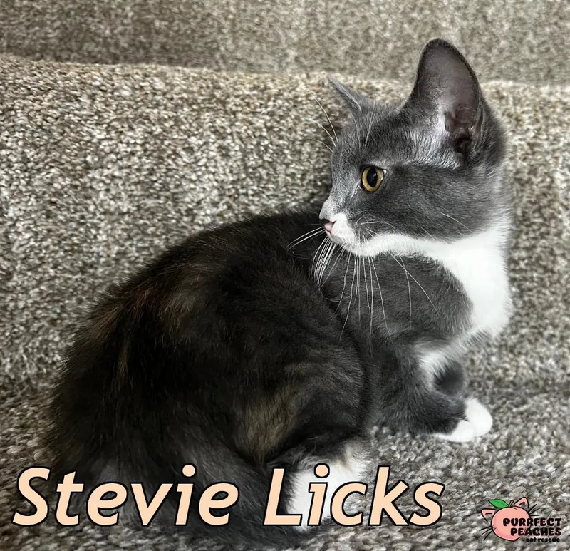 Stevie Licks thumbnail 3
