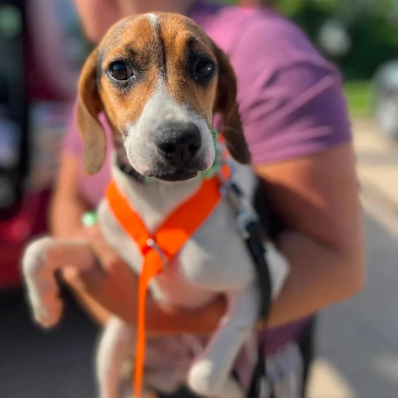 Rufus