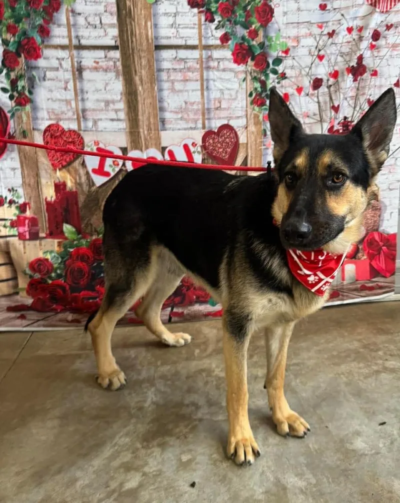 An adult large-sized male German Shepherd Dog dog named Satchmo for adoption in Greeneville, TN