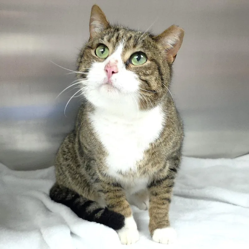 An adult medium-sized male Brown / Chocolate Domestic Short Hair cat named Luka for adoption in Michigan City, IN