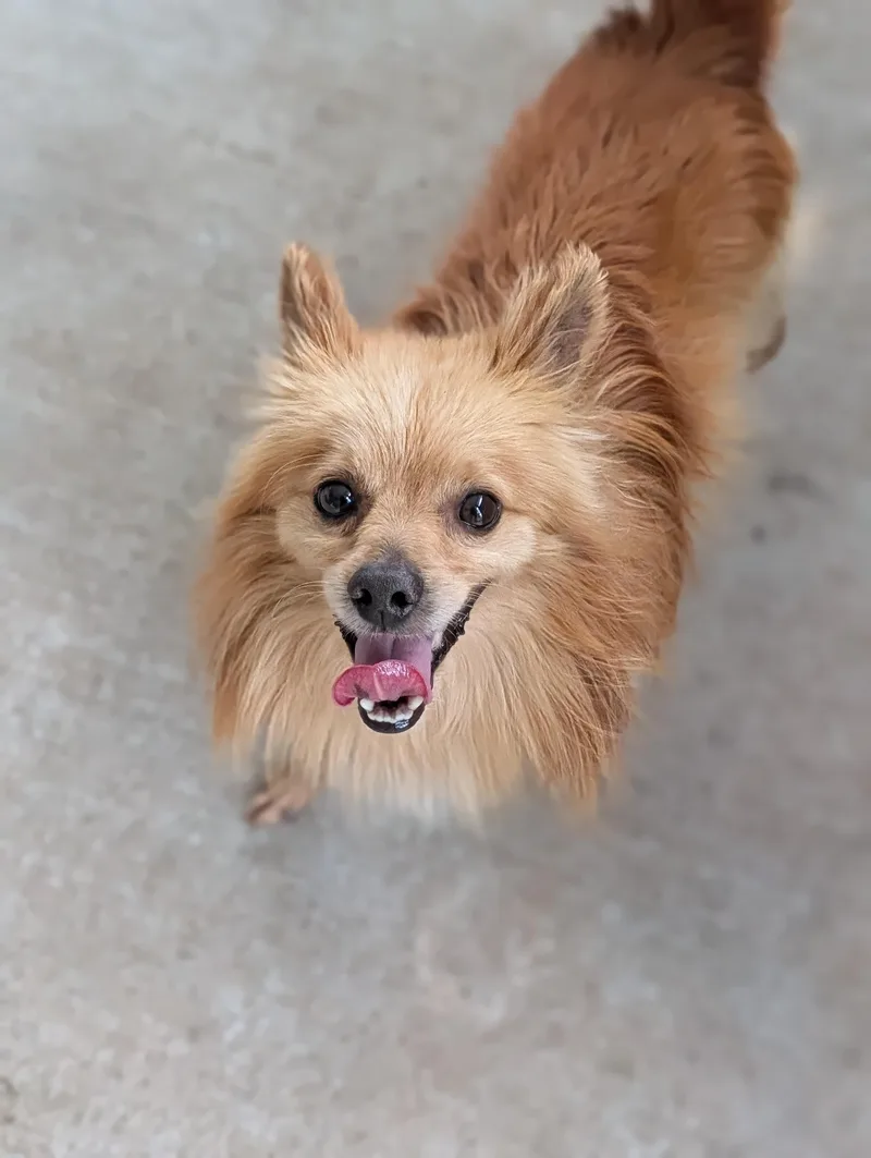 An adult small-sized male Golden Pomeranian dog named Buddy for adoption in Baton Rouge, LA
