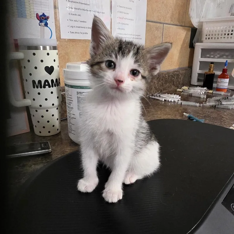 A baby small-sized female Gray / Blue / Silver Domestic Short Hair cat named Piglet for adoption in Eureka Springs, AR