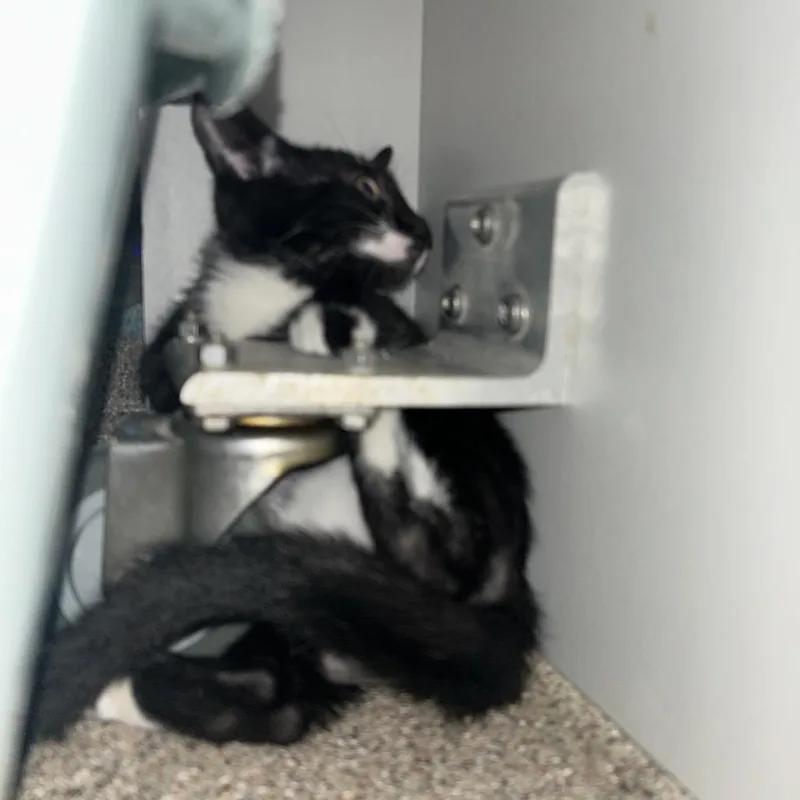 A baby small-sized male Domestic Short Hair cat named Poe for adoption in Sarasota, FL