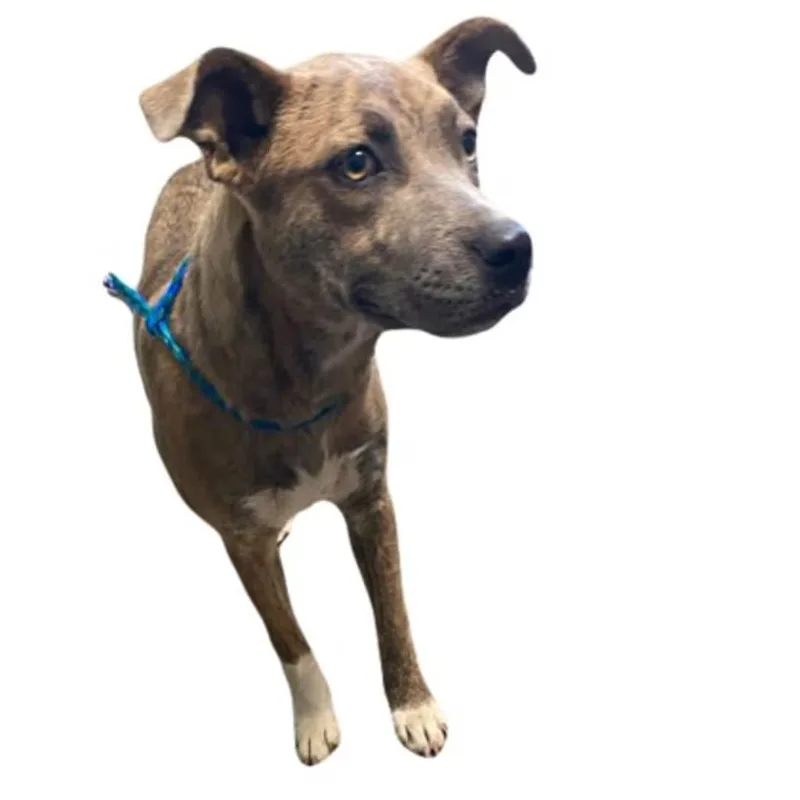A young medium-sized female Pit Bull Terrier dog named Autumn for adoption in Red Bluff, CA