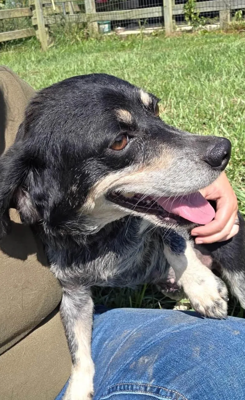 A senior medium-sized female Terrier dog named Daisy for adoption in Ashville, OH