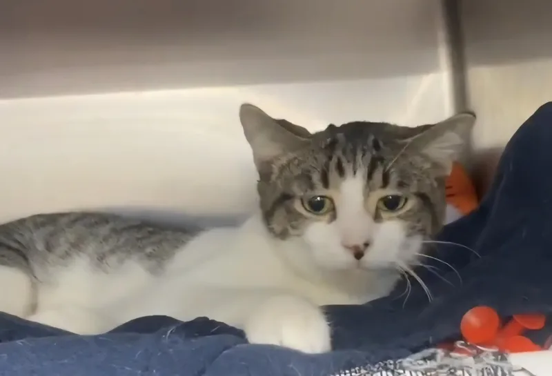 A young medium-sized female Tabby (Gray / Blue / Silver) Domestic Short Hair cat named Daisy for adoption in Royal Oak, MI