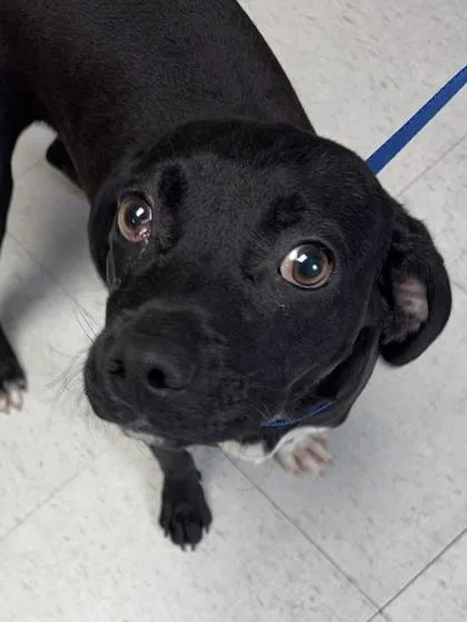 An adult medium-sized male Beagle dog named Zuko for adoption in San Antonio, TX