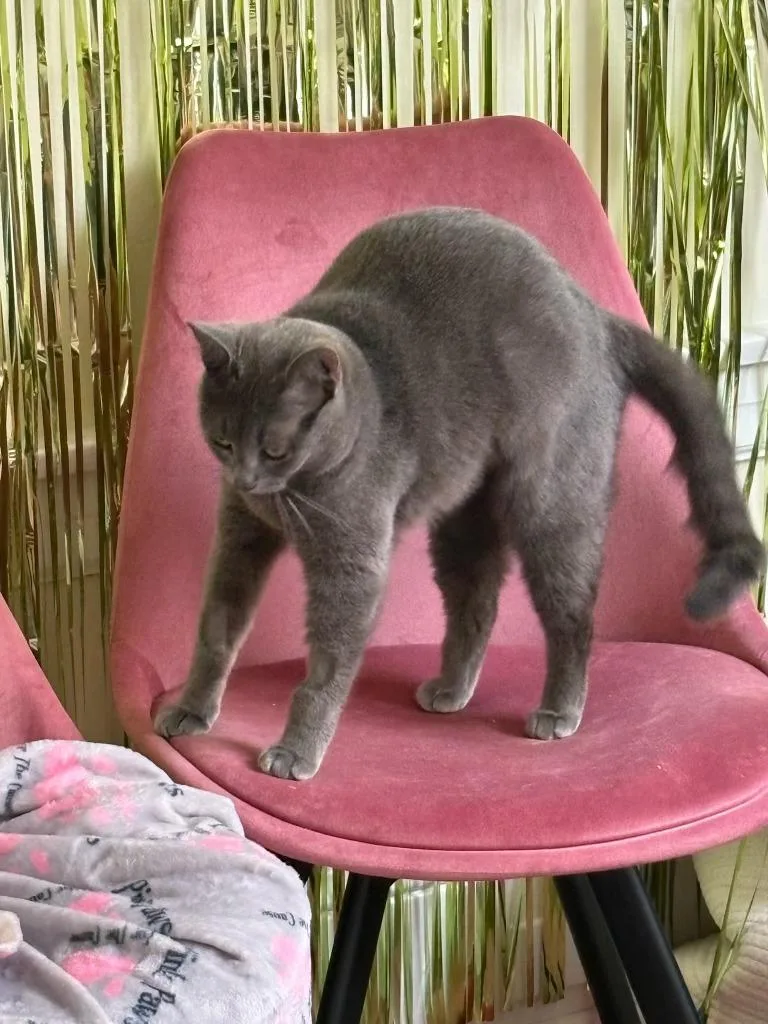 Moonstone thumbnail 4