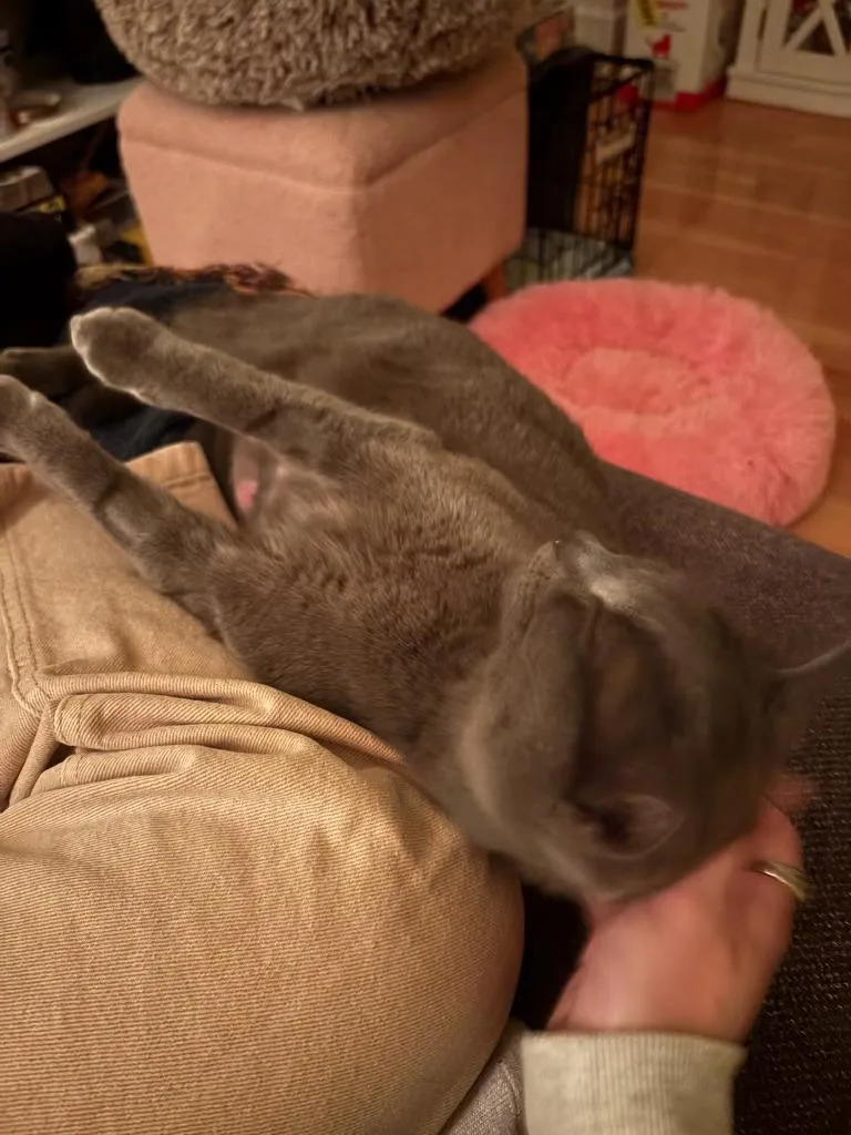 Moonstone thumbnail 5