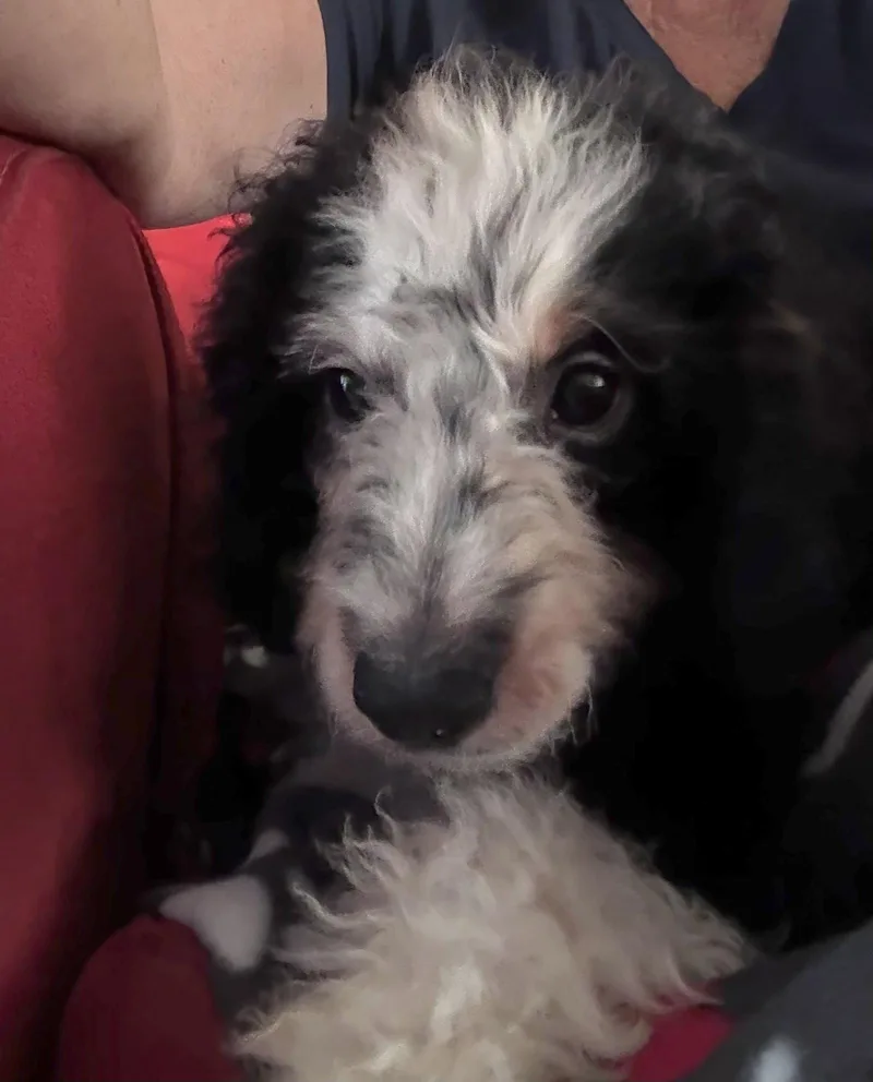 Charles