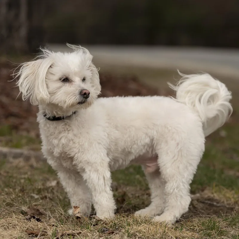 An adult small-sized male Poodle dog named Nolan for adoption in Woodbridge, CT
