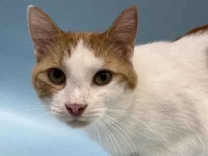 An adult small-sized male Domestic Short Hair cat named Ron for adoption in Woodbury, MN