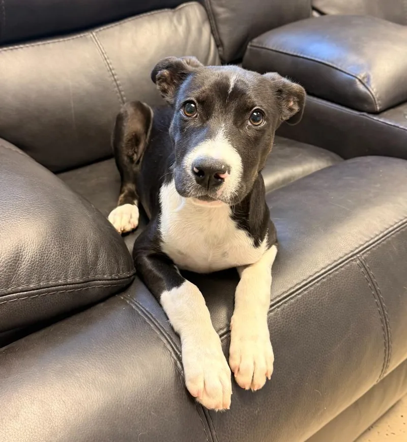 A baby medium-sized male Labrador Retriever dog named Dustin for adoption in Blountville, TN