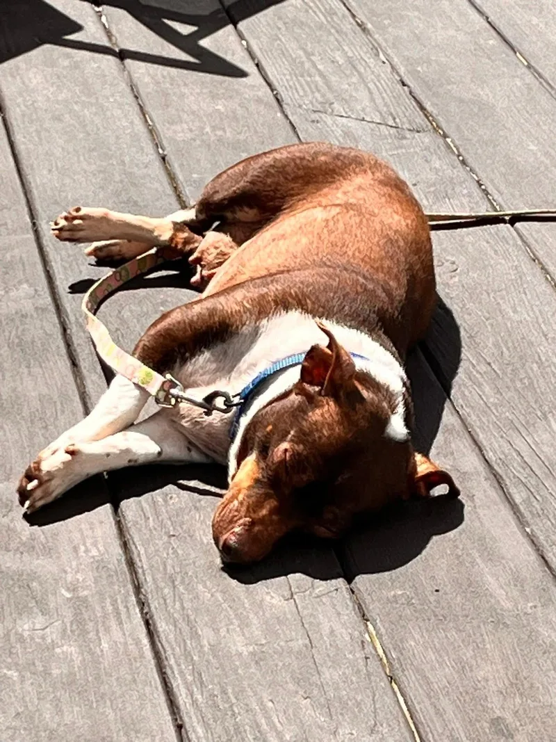 An adult small-sized female Mixed Breed dog named Violet for adoption in Rochester , NY