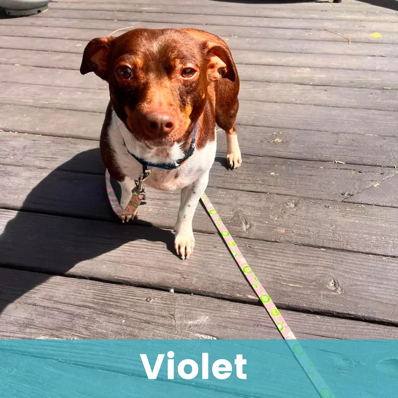 Violet thumbnail 3