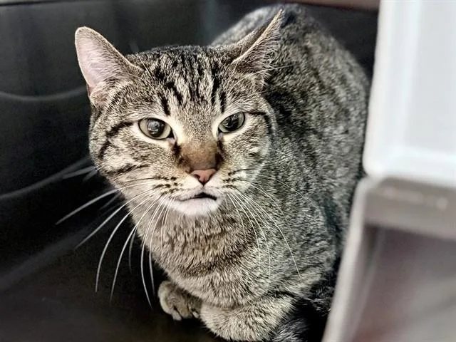 A young medium-sized female Domestic Short Hair cat named Famke for adoption in Ames, IA