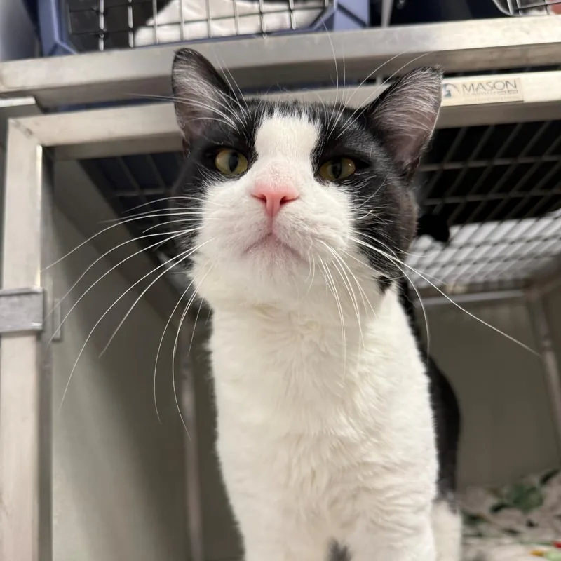 A young small-sized male Black Domestic Short Hair cat named Buoy for adoption in Branford, CT