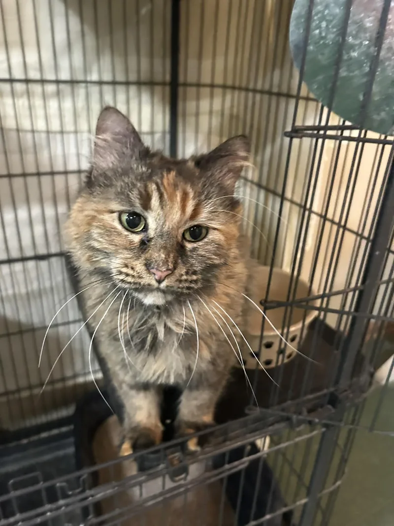 Flarey & Ashy thumbnail 3